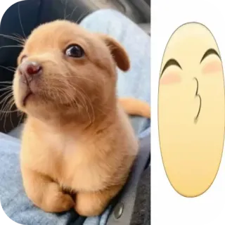 🐱 chiot, chien, mignon, animal, emoji, bisou telegram sticker