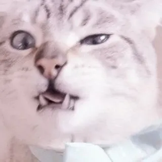 🐈 kot, zwierzę, mem, śmieszne, zły, zwierzak telegram sticker