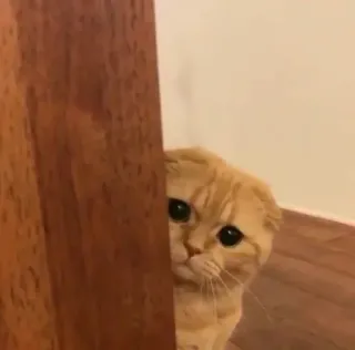 🥺 Katze, Gucken, Tier, Süß, Hauskatze telegram sticker