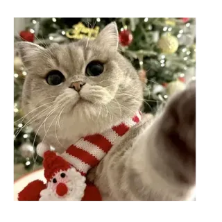 🐱 cat, christmas, santa claus, cute, pet, animal, holiday telegram sticker