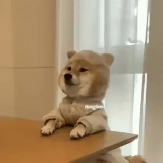 😊 犬, 柴犬, かわいい, 動物, ミーム, 面白い telegram sticker