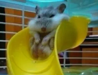 😒 hamster, pet, animal, cage, cute telegram sticker