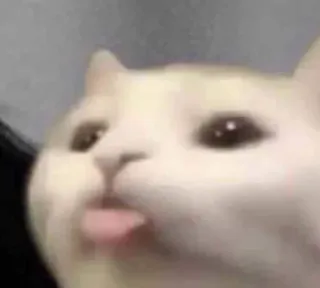 😎 Katze, Tier, Haustier, Zunge, Meme, Lustig, Süß telegram sticker