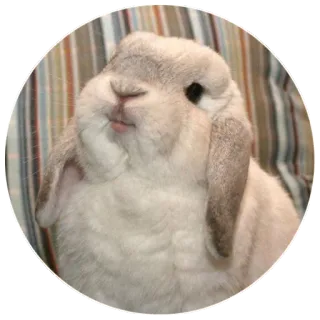😏 rabbit, bunny, animal, pet, cute, mammal telegram sticker
