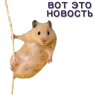 👀 ВОТ ЭТО НОВОСТЬ хомяк, веревка, новости, животное, грызун telegram sticker