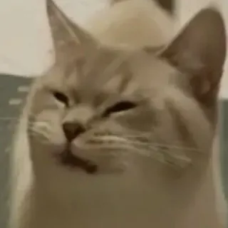 🤢 gato, meme, engraçado, animal telegram sticker