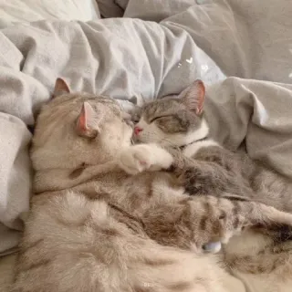 😽 고양이, 자는, 귀여운, 동물, 애완 동물, 껴안다 telegram sticker