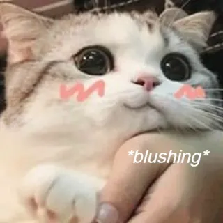 😊 *blushing* แมว, เขิน, น่ารัก, สัตว์, สัตว์เลี้ยง, คาวาอิ telegram sticker