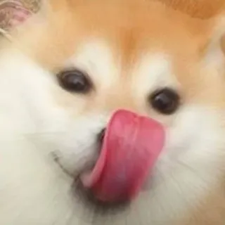 😋 dog, licking, cute, animal, pet telegram sticker