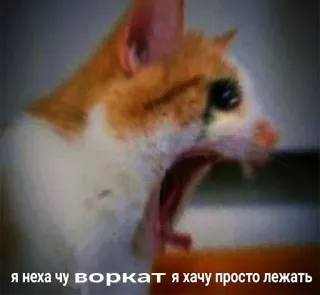 😭 я неха чу воркат я хачу просто лежать cat, meme, russian, tired, funny, animal whatsapp sticker