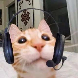 🌟 cat, headset, gaming, animal, cute, pet telegram sticker