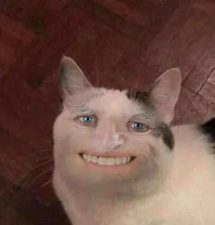 、meme kucing @JENNIEUKKIM telegram stickers