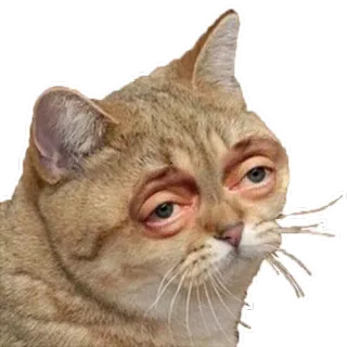🤓 cat, human, eyes, funny, meme, weird telegram sticker