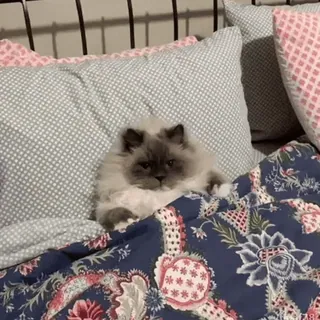 😽 кот, питомец, милый, животное, кровать whatsapp sticker