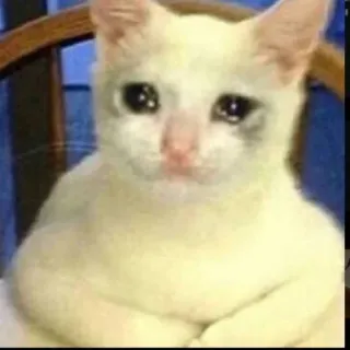 😔 chat, triste, pleurs, mème, animal de compagnie, animal telegram sticker