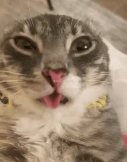 😳 chat, animal, langue, gris, animal de compagnie, drôle whatsapp sticker