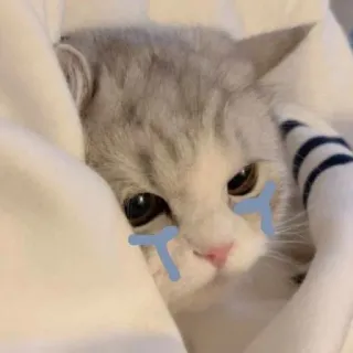 😢 cat, crying, sad, tears, cute, pet telegram sticker