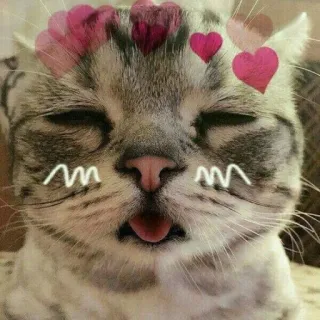 💖 gatto, cuori, carino, animale, animale domestico, adesivo telegram sticker