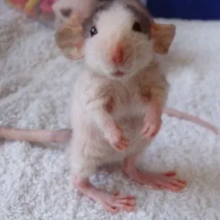🐀 szczur, zwierzę, słodki, gryzoń, zwierzak telegram sticker