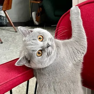 🙃 kucing, kucing abu-abu, hewan, hewan peliharaan, british shorthair telegram sticker