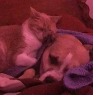 💚 gato, perro, animales, mascota, amistad, durmiendo telegram sticker