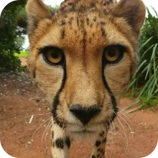 🦁 เสือชีตาห์, สัตว์, สัตว์ป่า, แมว, ภาพเหมือน telegram sticker