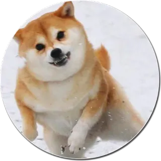 ❄ chien, shiba inu, course, mignon, animal, neige whatsapp sticker