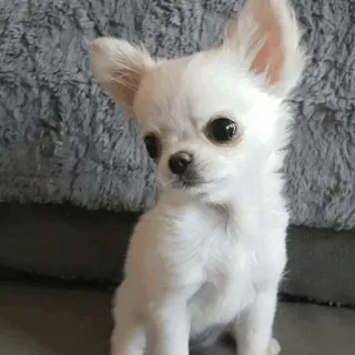 🐶 Hund, Chihuahua, süß, Welpe, Tier, weiß, kleiner Hund, Haustier telegram sticker