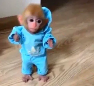 🧥 mono, animal, lindo, bebé, bailando whatsapp sticker