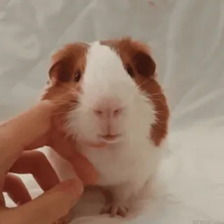 🐹 guinea pig, pet, animal, cute, rodent telegram sticker