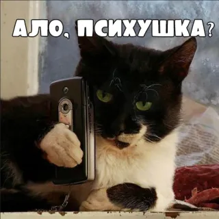 ☎️ АЛО, ПСИХУШКА? кот, телефон, смешной, мем, русский, животное, юмор, психбольница telegram sticker