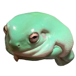 ❤️ rã, animal, natureza, anfíbio, vida selvagem whatsapp sticker
