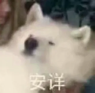❤️ 安详 anjing, Samoyed, imut, berbulu, hewan peliharaan, binatang telegram sticker