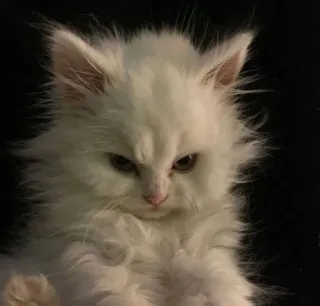 😼 кот, белый кот, котенок, домашнее животное, животное, пушистый, милый whatsapp sticker