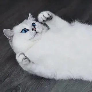 😾 gato, animal, animal de estimação, gato branco, olhos azuis, gato doméstico, fofo telegram sticker
