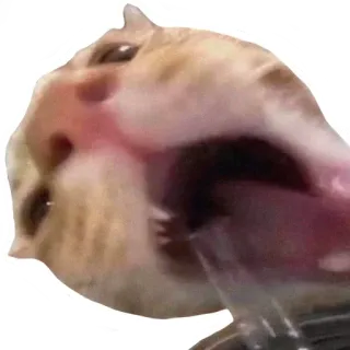 😛 kucing, meme, lucu, binatang, hewan peliharaan telegram sticker