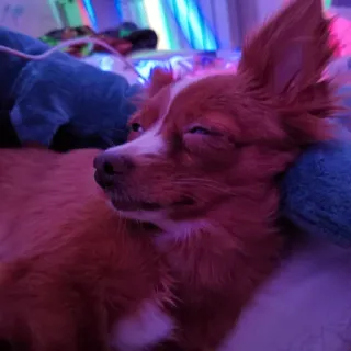 😌 собака, животное, питомец, спящий, чихуахуа, млекопитающее telegram sticker