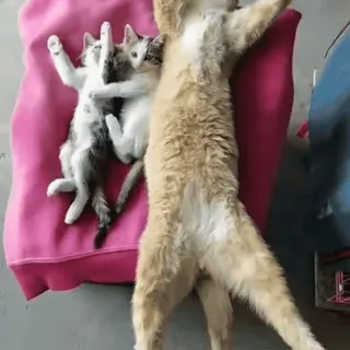 😴 gatos, gatinhos, animais, fofo, animais de estimação whatsapp sticker