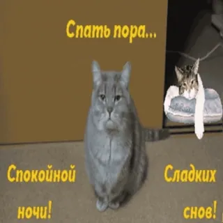 🌙 Спать пора... Спокойной ночи! Сладких снов! gato, dormir, noite, boa noite, animais telegram sticker
