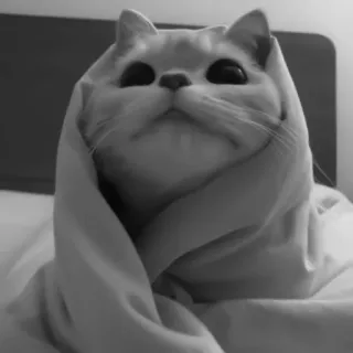 🐈‍⬛️ кот, завернутый, одеяло, милый, питомец, животное telegram sticker