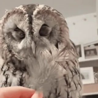 🦉 sowa, ptak, zwierzę, dzika przyroda, zwierzę domowe, słodki, natura telegram sticker