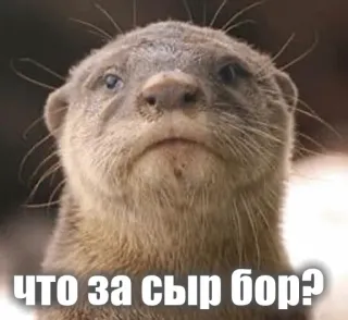 😕 ЧТО ЗА СЫР БОР? otter, animal, meme, russian, cute, funny telegram sticker