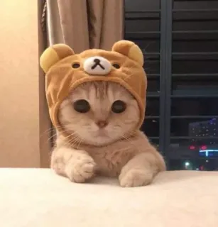 🐻 mèo, mèo con, dễ thương, động vật, gấu, mũ, thú cưng telegram sticker