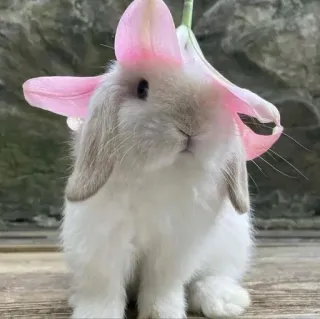 🌟 bunny, rabbit, flower, cute, animal whatsapp sticker