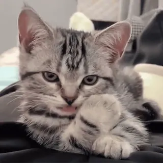 😜 mèo, mèo con, thú cưng, động vật, dễ thương, thuộc họ mèo, mèo nhà telegram sticker