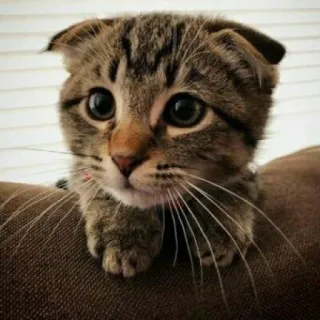 🐈 고양이, 새끼 고양이, 귀여운, 애완 동물, 동물, 집고양이, 고양이과, 스코티시 폴드 telegram sticker