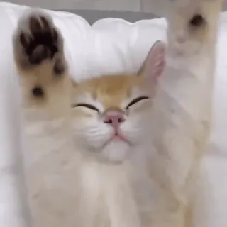 🤣 cat, animal, cute, pet, kitten, sleepy, happy, funny whatsapp sticker