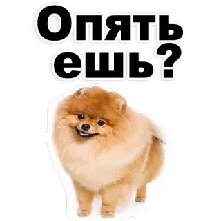 👌 Опять ешь? 개, 포메라니안, 음식, 먹다, 강아지 telegram sticker