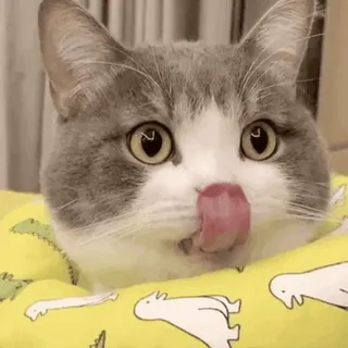🐱 cat, licking, animal, cute, pet, domestic cat whatsapp sticker