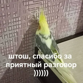 🗣 штош, спасибо за приятный разговор )))))) นก, นกแก้ว, ค็อกกาเทล, น่ารัก, สัตว์, ข้อความ telegram sticker